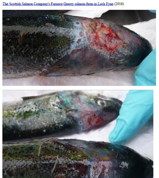 Photo Dossier of FHI Case Information Feb 2020 #32 SSC Furnace Quarry Photo Dossier of FHI Case Information Feb 2020 #32 SSC Furnace Quarry