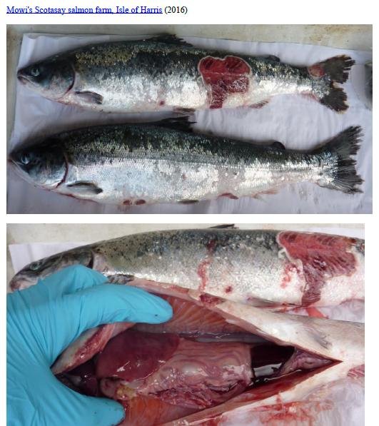 Photo Dossier of FHI Case Information Feb 2020 #37 Mowi Scotasay Photo Dossier of FHI Case Information Feb 2020 #37 Mowi Scotasay