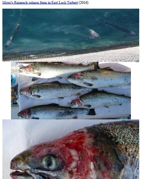 Photo Dossier of FHI Case Information Feb 2020 #39 Mowi Raineach Photo Dossier of FHI Case Information Feb 2020 #39 Mowi Raineach