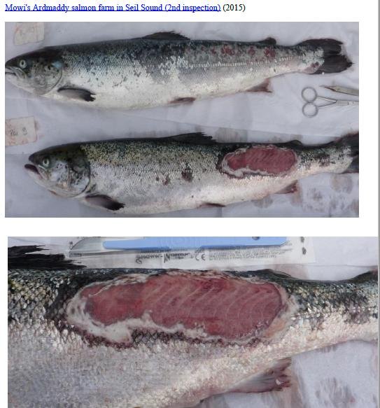 Photo Dossier of FHI Case Information Feb 2020 #45 Mowi Ardmaddy Photo Dossier of FHI Case Information Feb 2020 #45 Mowi Ardmaddy