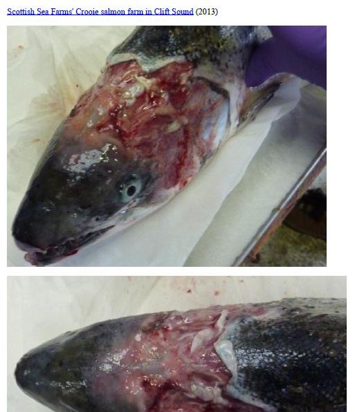 Photo Dossier of FHI Case Information Feb 2020 #47 SSF Crooie