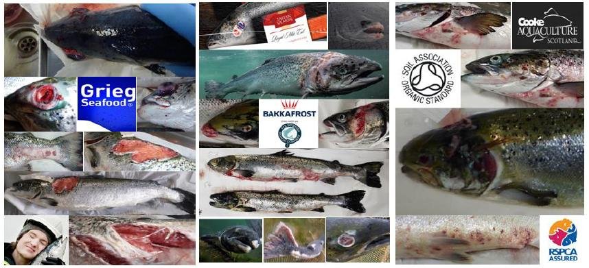 The Faces of Scottish Salmon Feb 2020 #3 collage Grieg SSC Cooke