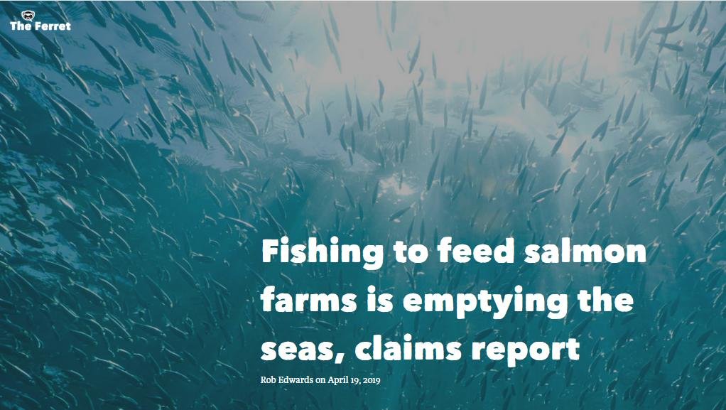 Ferret April 2019 #1