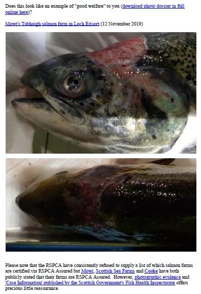Letter to RSPCA re welfare abuse on RSPCA Assured salmon farms 5 February 2020 #1 c
