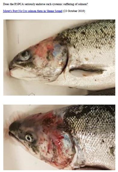 Letter to RSPCA re welfare abuse on RSPCA Assured salmon farms 5 February 2020 #1 d