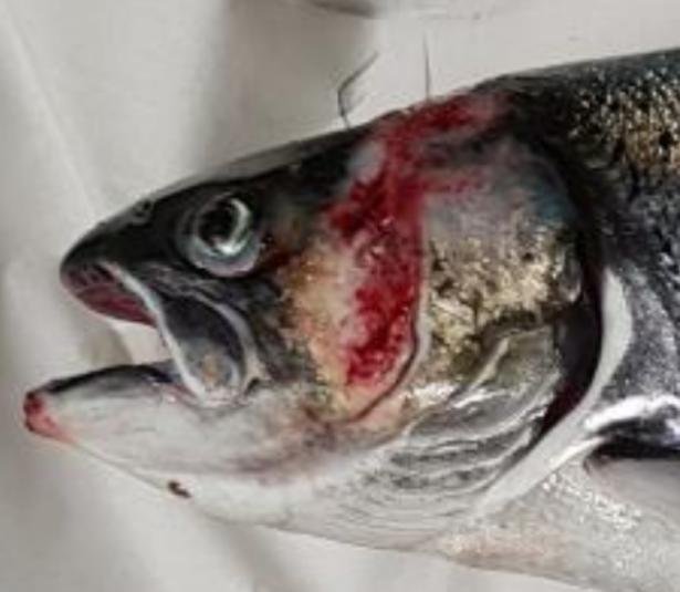 FHI Maragay Mor June 2019 #3