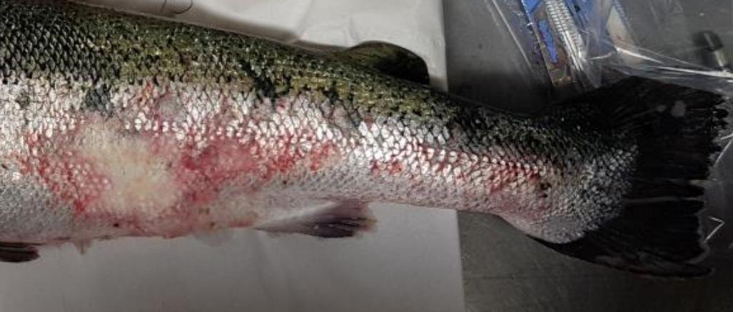 FHI Maragay Mor June 2019 #5