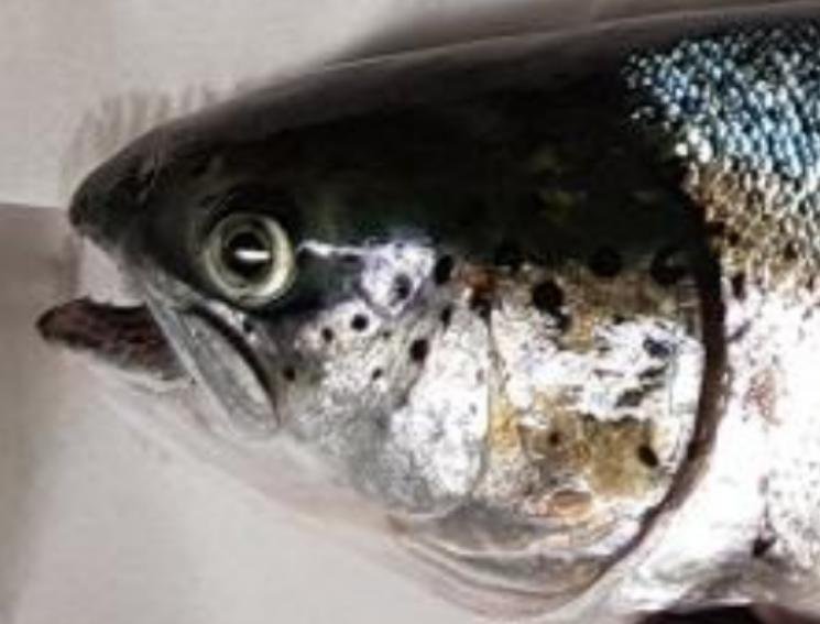 FHI Maaey June 2019  #1