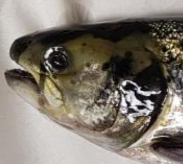 FHI Maaey June 2019  #2