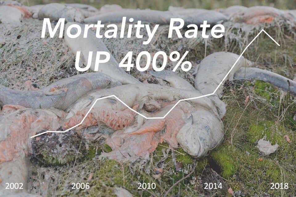 Mort rate up 400% Mort rate up 400%