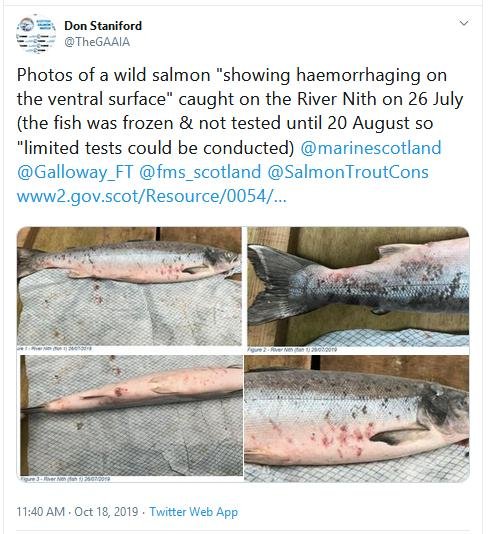 River Nith fish July 2019 Tweet