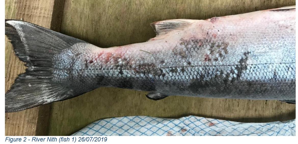 River Nith fish July 2019 #3