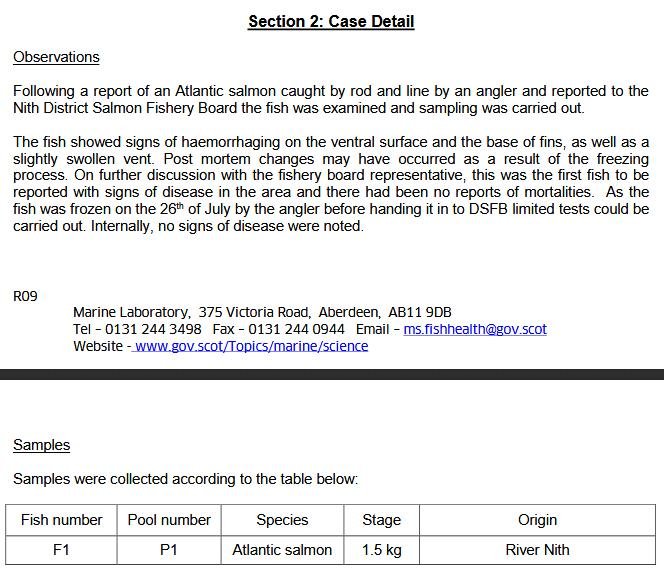 River Nith fish July 2019 #6