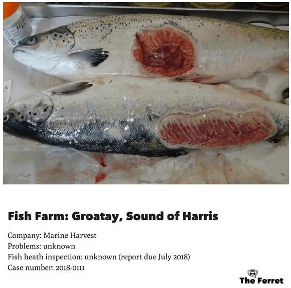 Ferret Groatay Ferret Groatay