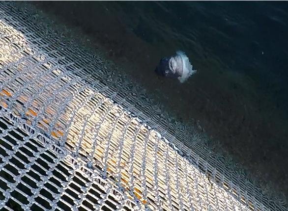 Photo #12 belly up lumpsucker Photo #12 belly up lumpsucker