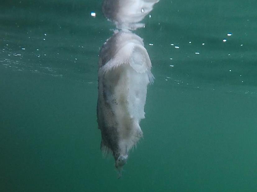 Photo #13 tail missing Photo #13 tail missing