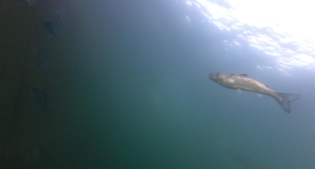 Photo #24 thin salmon with lice Photo #24 thin salmon with lice