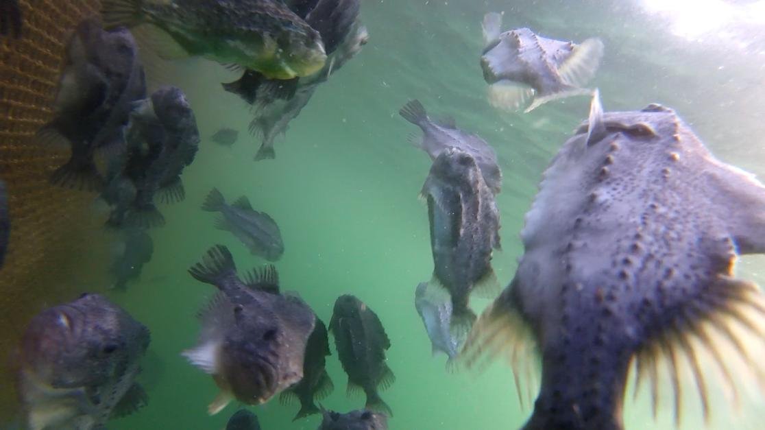 Photo #33 packed cleaner fish Photo #33 packed cleaner fish