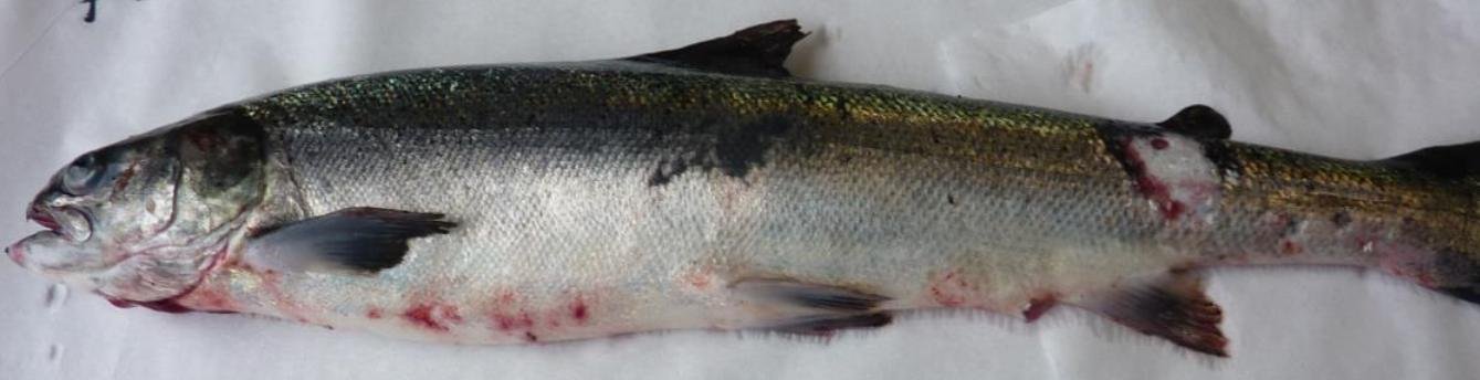 Druimyeon Bay Nov 2019 #4 Photo Druimyeon Bay Nov 2019 #4 Photo