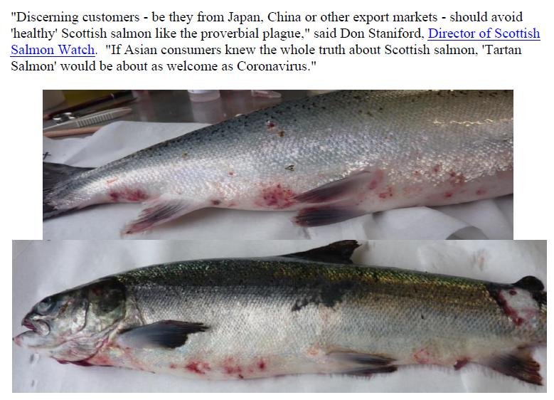 PR Big in Japan - Lousy Tartan Salmon 11 Feb 2020 #3 Don quote #1 PR Big in Japan - Lousy Tartan Salmon 11 Feb 2020 #3 Don quote #1