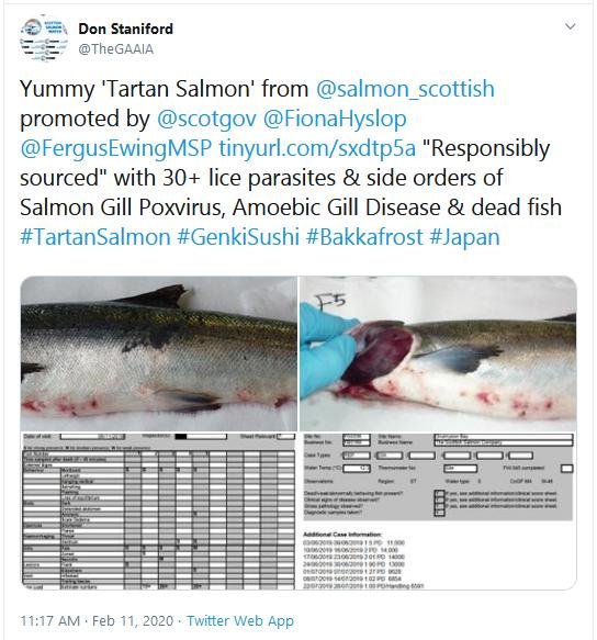 PR Big in Japan - Lousy Tartan Salmon 11 Feb 2020 # Tweet PR Big in Japan - Lousy Tartan Salmon 11 Feb 2020 # Tweet