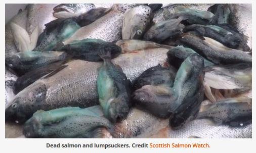 Cleaner fish Cleaner fish