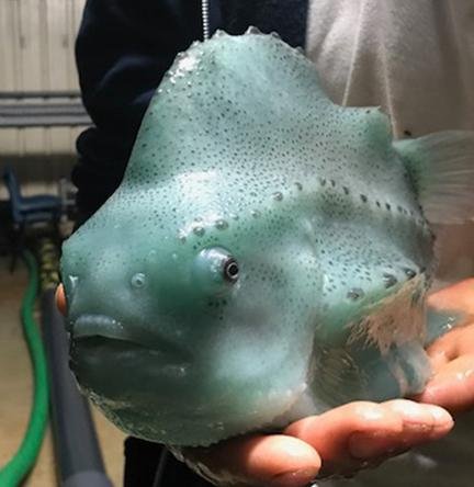 Lumpfish Lumpfish