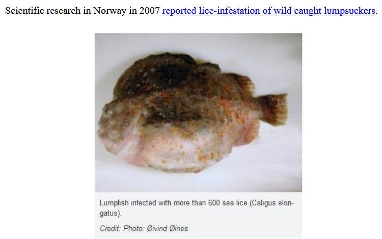 Lumpfish licey Lumpfish licey