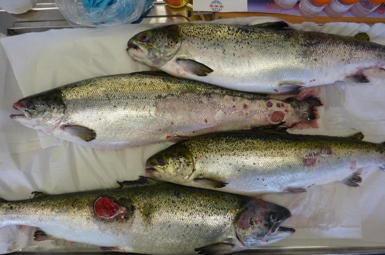 Smile blog Mowi #6 Alsh Smile blog Mowi #6 Alsh