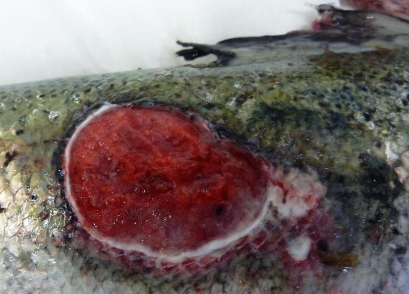 Smile blog Mowi #8 Alsh Smile blog Mowi #8 Alsh