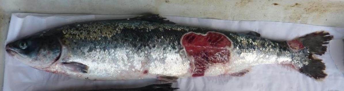 Smile blog Mowi #10 Scotasay Smile blog Mowi #10 Scotasay