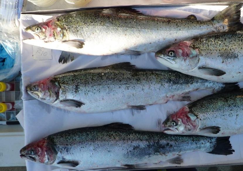 Smile blog Mowi #12 Raineach Smile blog Mowi #12 Raineach