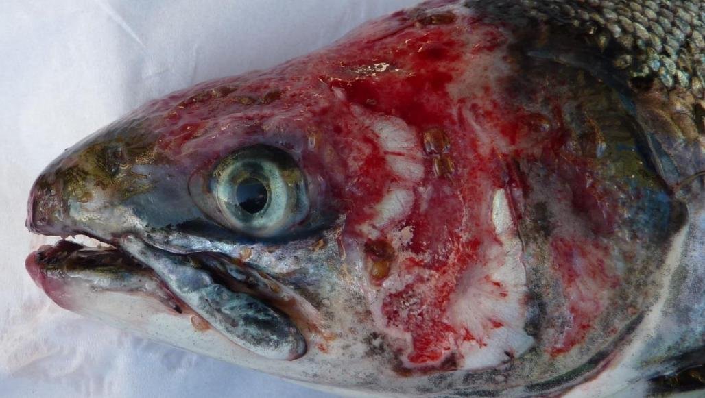 Smile blog Mowi #13 Raineach Smile blog Mowi #13 Raineach