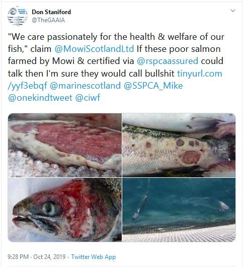 Smile blog Mowi Tweet Smile blog Mowi Tweet