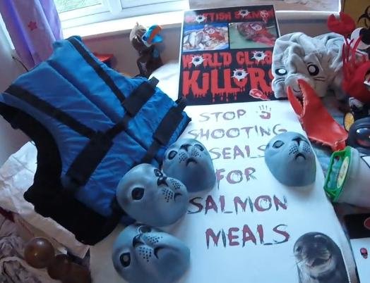 Video promo photo #2 seals Video promo photo #2 seals