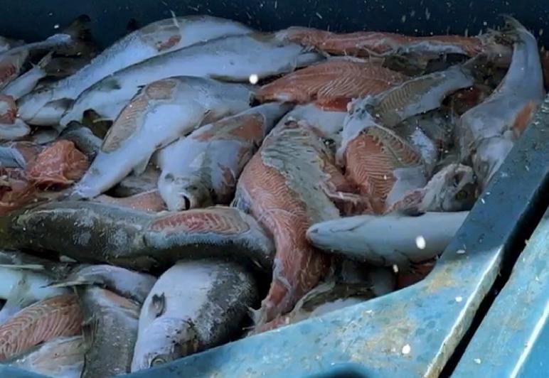 FHI Morts Photo Carradale #2 FHI Morts Photo Carradale #2