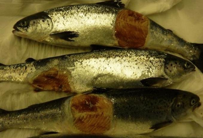 FHI Photo Kishorn FHI Photo Kishorn