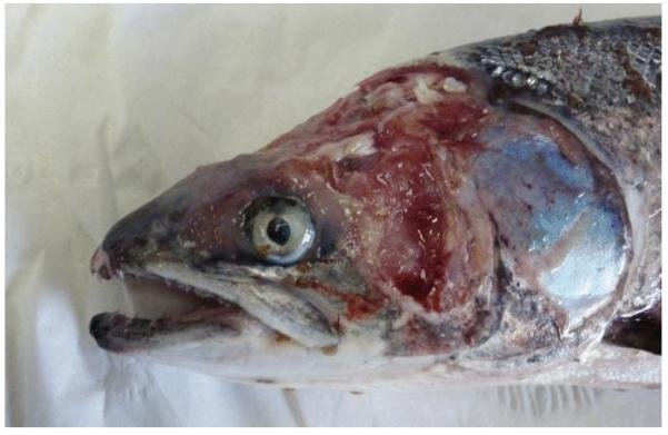 Sick blog #8 Sick blog #8