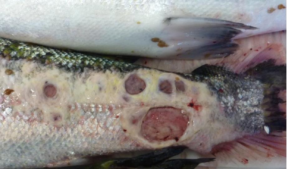 FHI Ardintoul 2016 #2