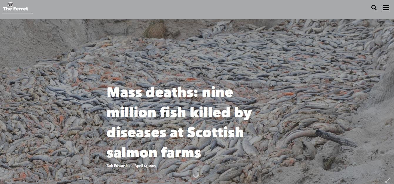 Ferret April 2019 Ferret April 2019