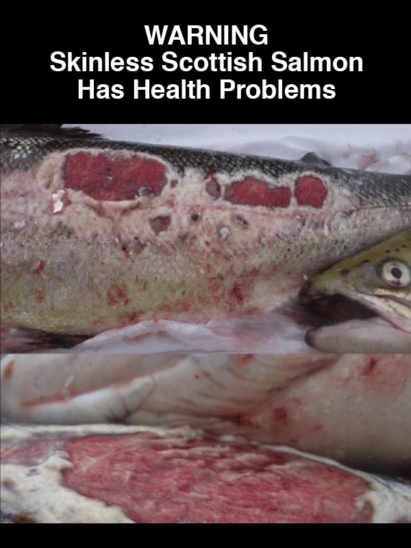 #19 Warning Skinless Scottish Salmon has Health Problems