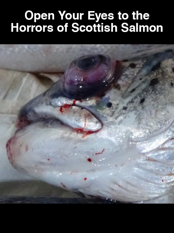 #4 Open Your Eyes to the Horrors of Scottish Salmon