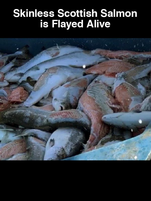 #5 Skinless Scottish Salmon is Flayed Alive