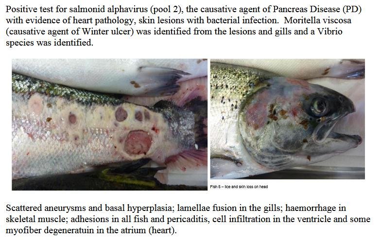 FHI July 2019 Rum #18 FHI July 2019 Rum #18