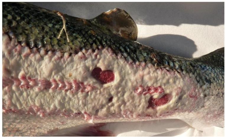 FHI July 2019 Rum #19 FHI July 2019 Rum #19