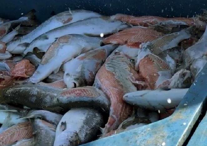 FHI July 2019 Rum #20 FHI July 2019 Rum #20