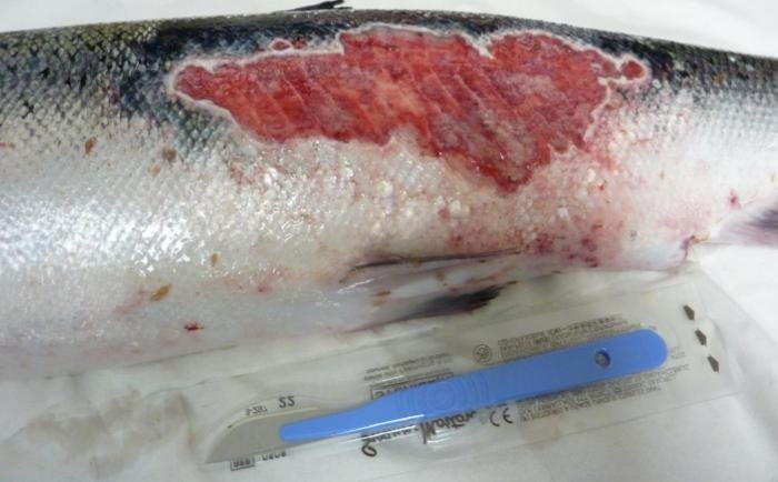 FHI July 2019 Rum Photo #2