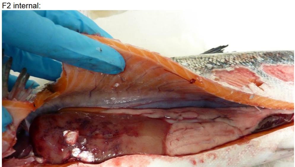 FHI July 2019 Rum Photo #5 FHI July 2019 Rum Photo #5