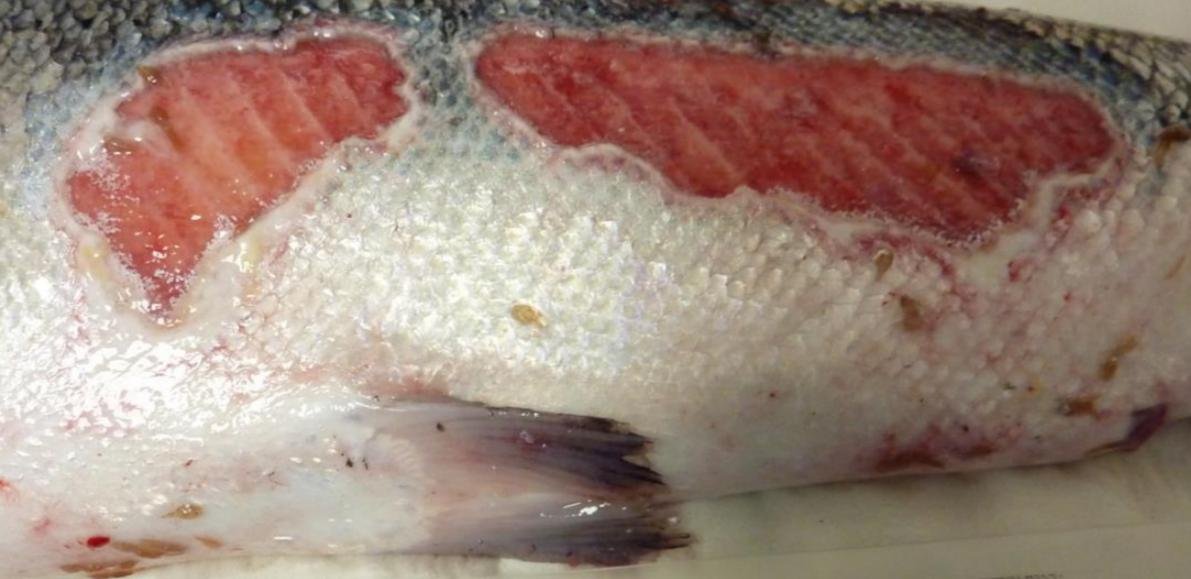 FHI July 2019 Rum Photo #7