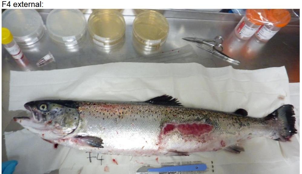 FHI July 2019 Rum Photo #11